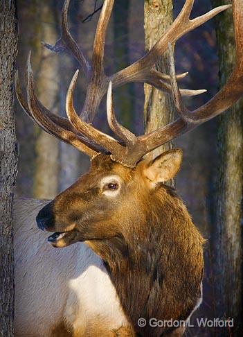 Elk Among Trees_52468.jpg - Photographed near Kanata, Ontario, Canada.